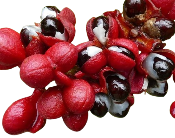 L-Teanina